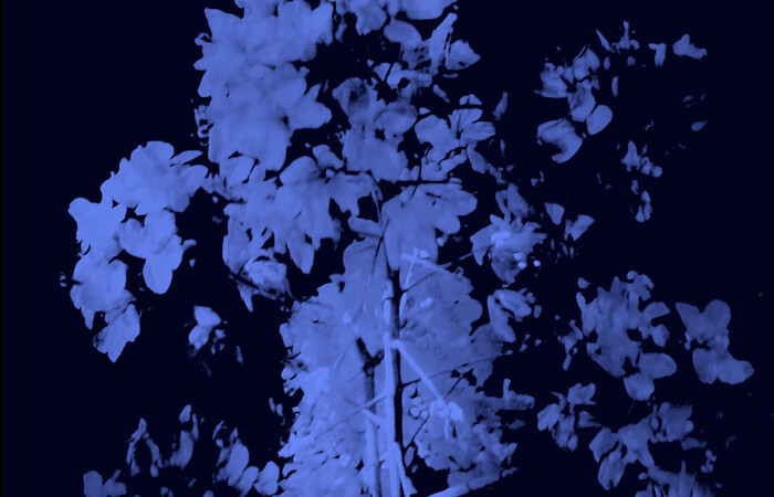 Photo 2 b_symbol_short.00_55_59_03.Still015.jpg